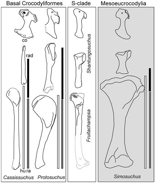 The Gobiosuchidae in the Early Evolution of Crocodyliformes