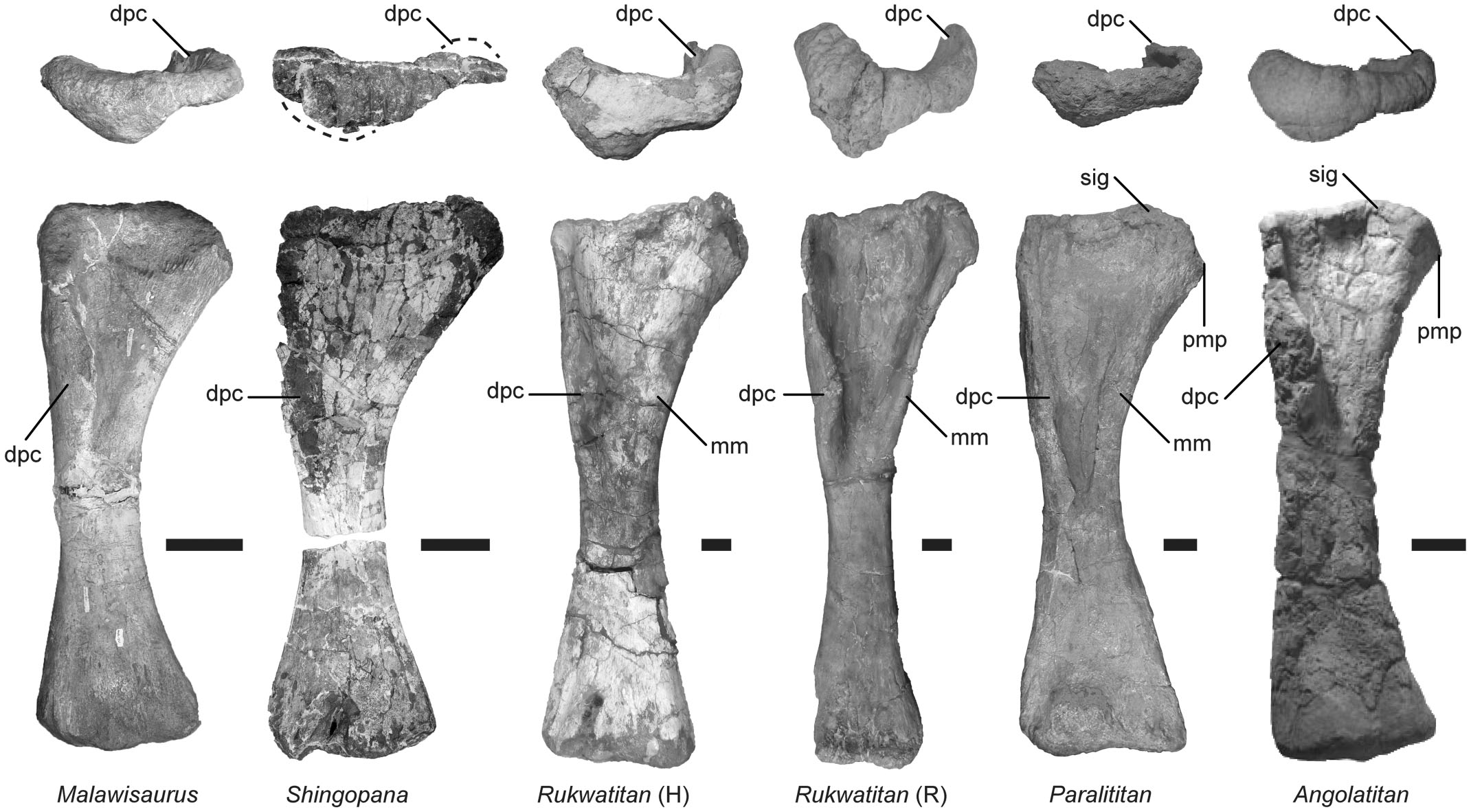 The Second Titanosaurian (dinosauria: Sauropoda) From The Middle 