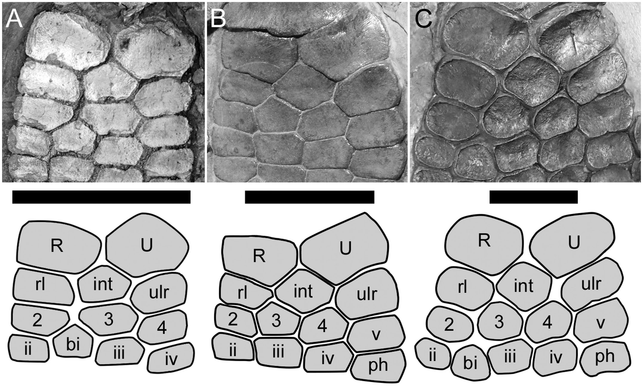 Download The Taxonomic Utility Of Forefin Morphology In Lower Jurassic Ichthyosaurs Protoichthyosaurus And Ichthyosaurus