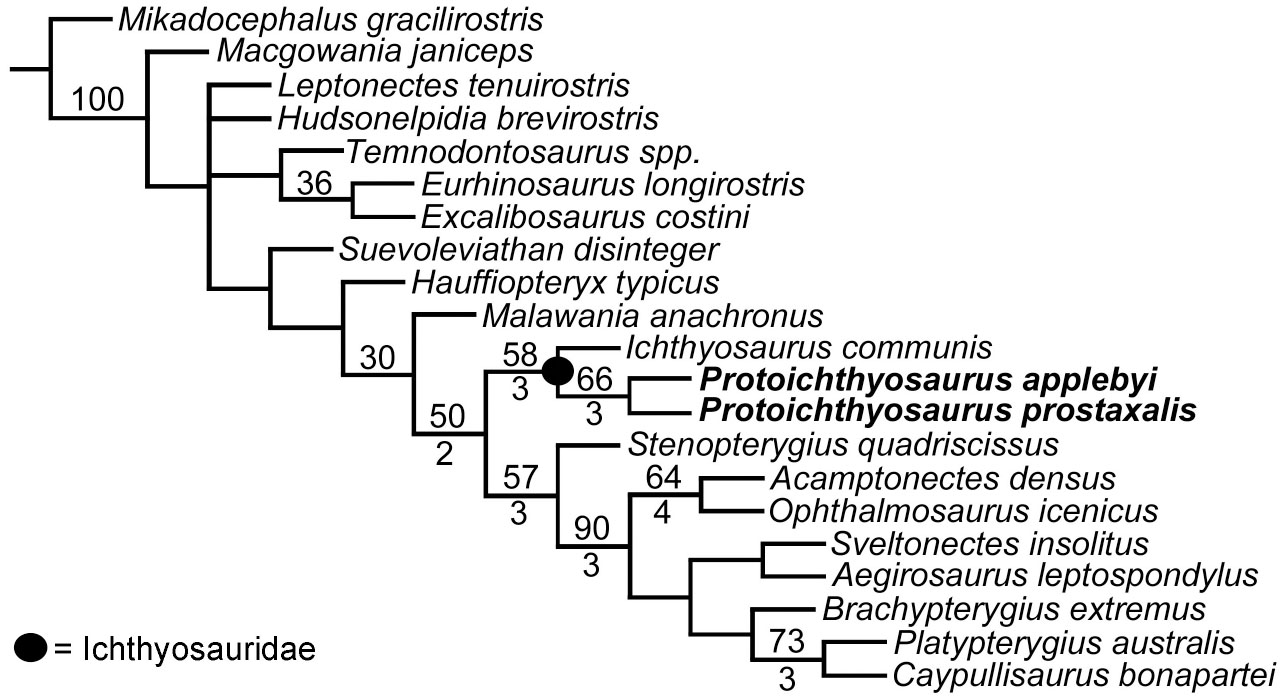 Download The Taxonomic Utility Of Forefin Morphology In Lower Jurassic Ichthyosaurs Protoichthyosaurus And Ichthyosaurus