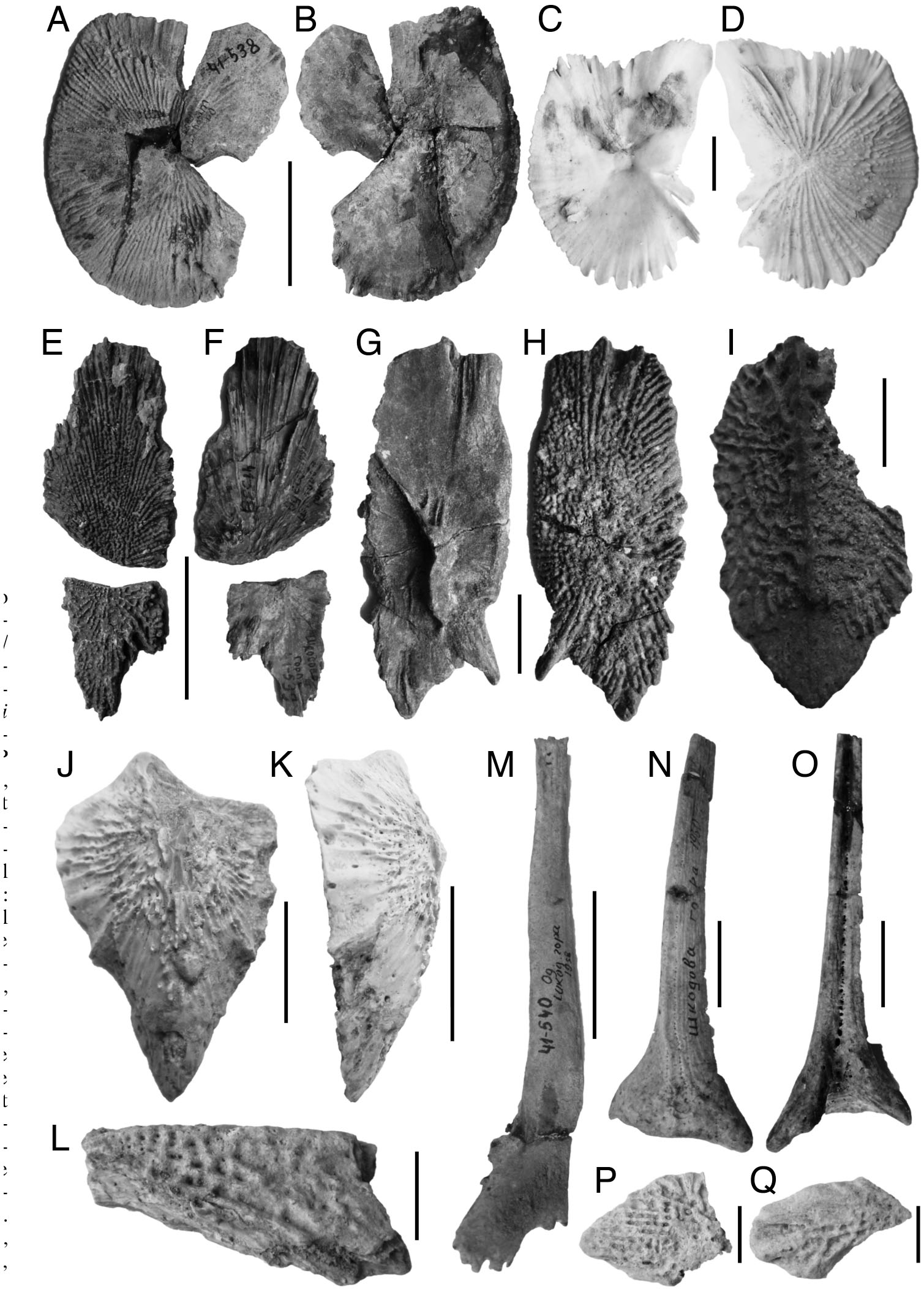 Neogene And Pleistocene Sturgeon Acipenseriformes Acipenseridae Remains From Southeastern Europe