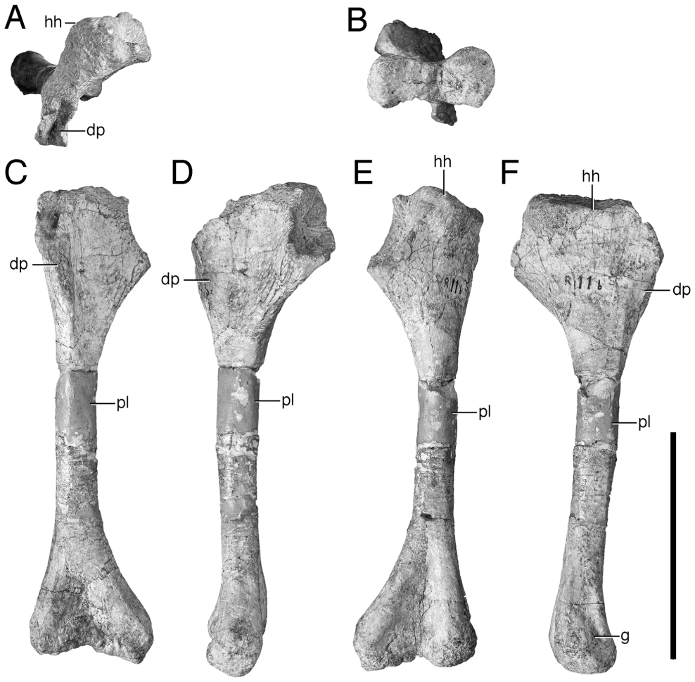 Mandasuchus tanyauchen, gen. et sp. nov., a Pseudosuchian Archosaur ...