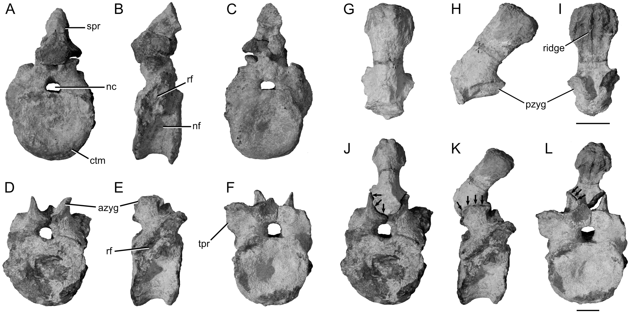 A Redescription of the Triassic Kannemeyeriiform Dicynodont Sangusaurus ...