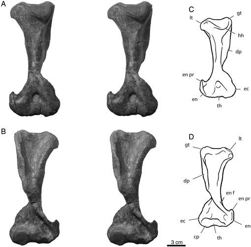 The First Occurrence of Cynognathus crateronotus (Cynodontia ...