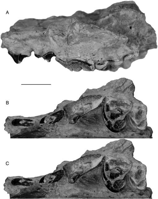 Fossil Canids From The Mehrten Formation, Late Cenozoic Of Northern 