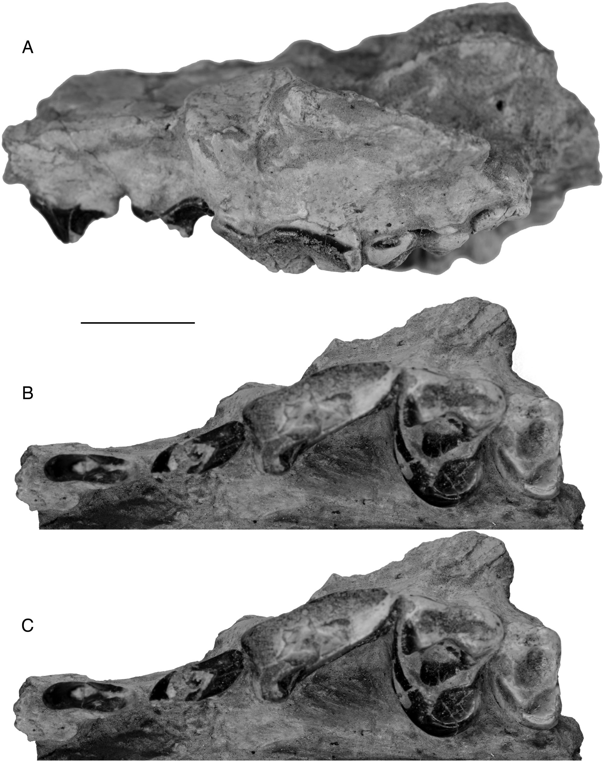 Fossil Canids from the Mehrten Formation, Late Cenozoic of Northern ...