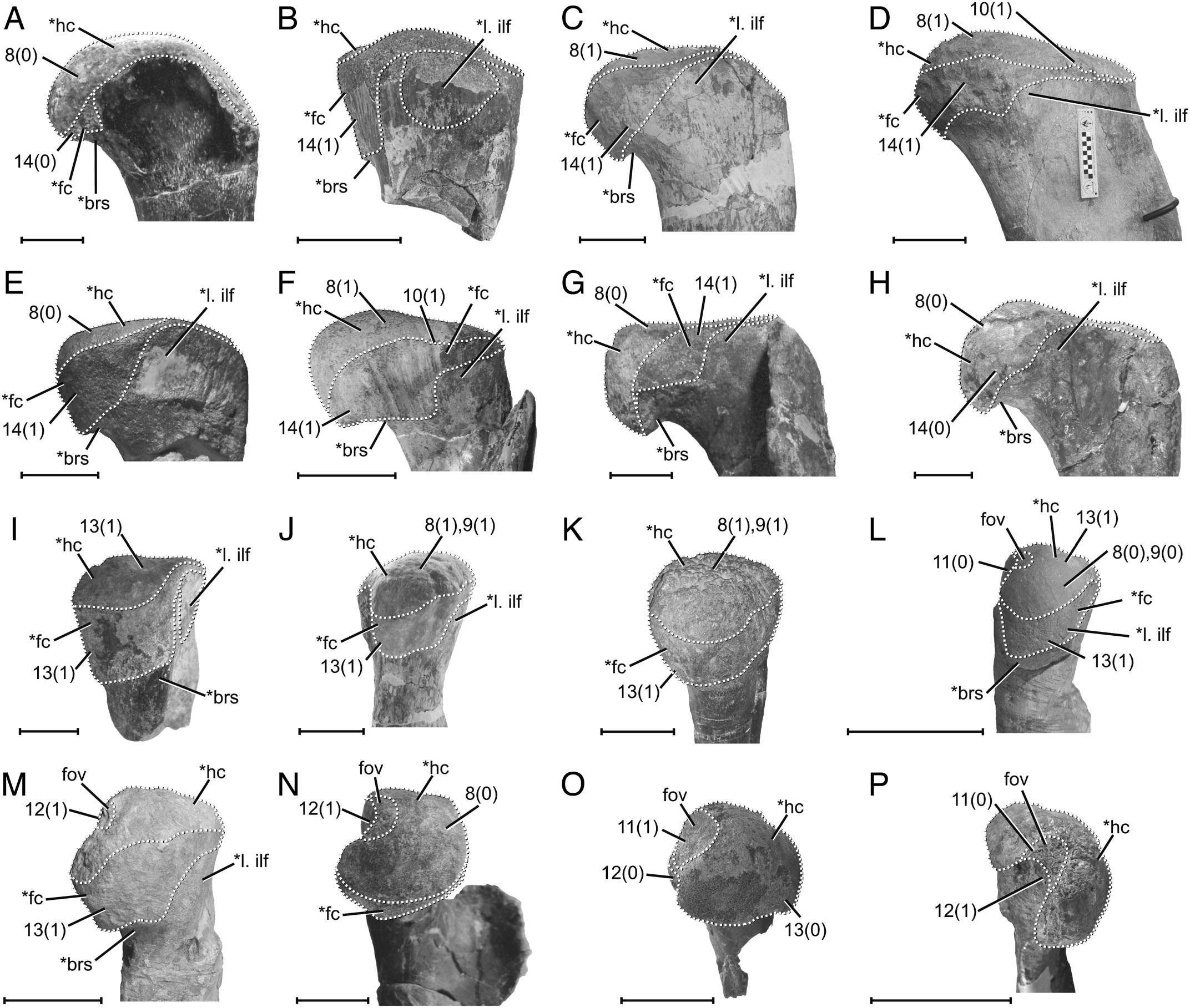 Hip Joint Articular Soft Tissues Of Non Dinosaurian