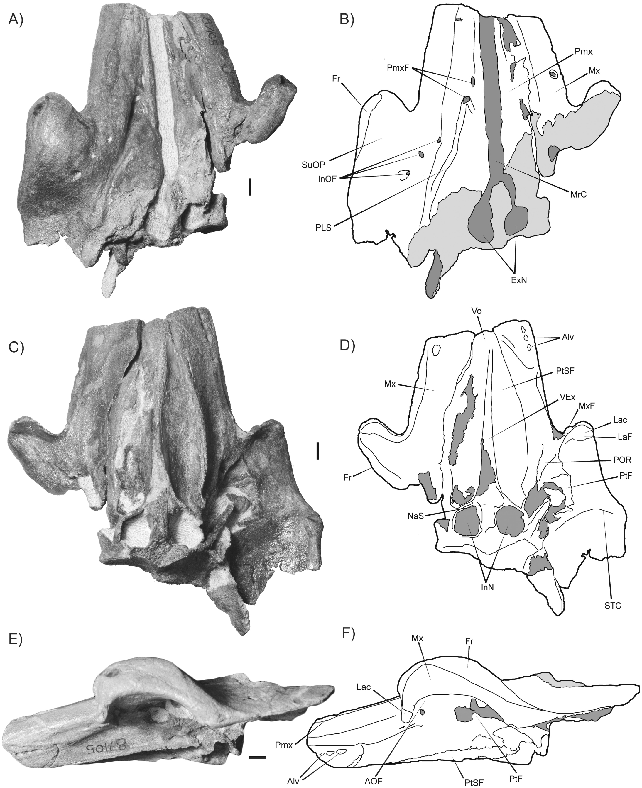 First Occurrence of a Squalodelphinid (Cetacea, Odontoceti) from the ...