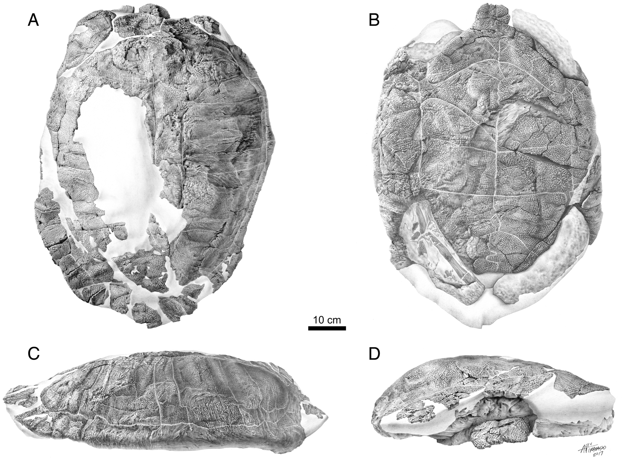 Basilemys morrinensis, a New Species of Nanhsiungchelyid Turtle from ...