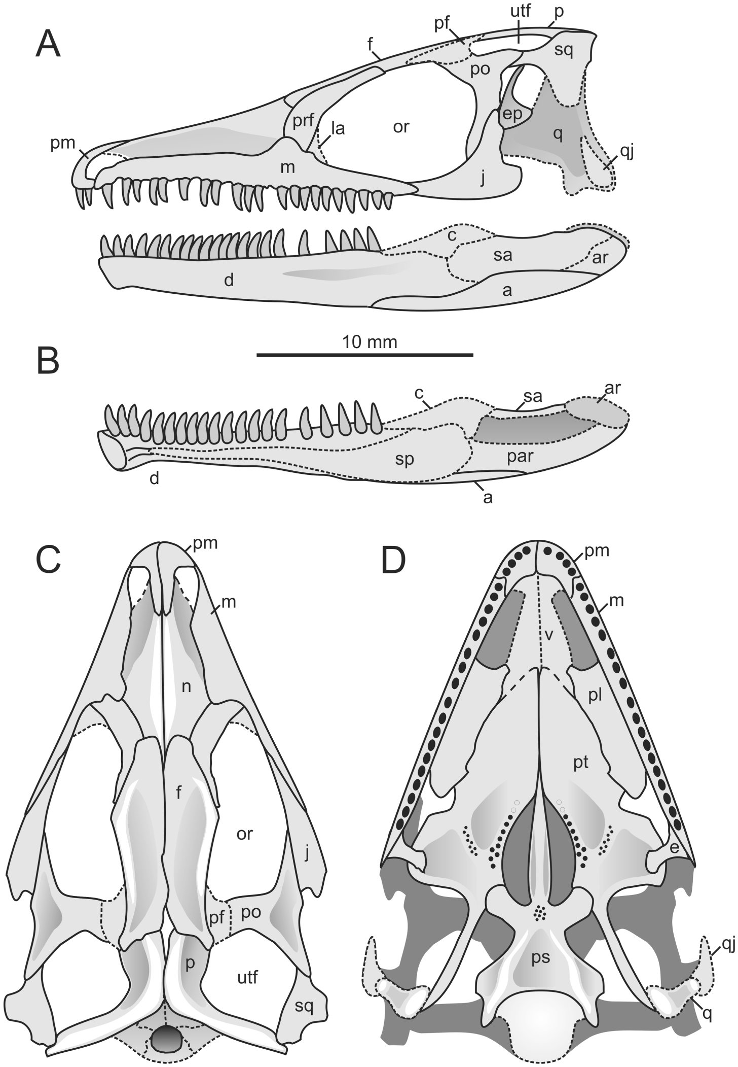 A New Lepidosauromorph Reptile from the Middle Triassic (Ladinian) of ...