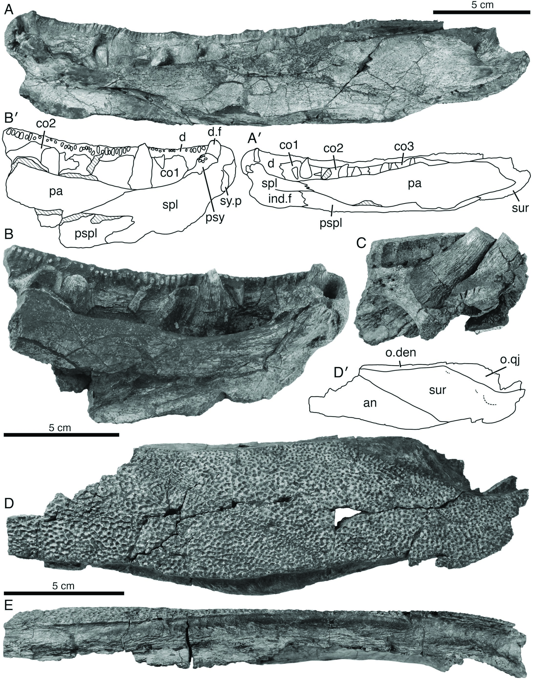 New Description and Diagnosis of Hyneria lindae (Sarcopterygii ...