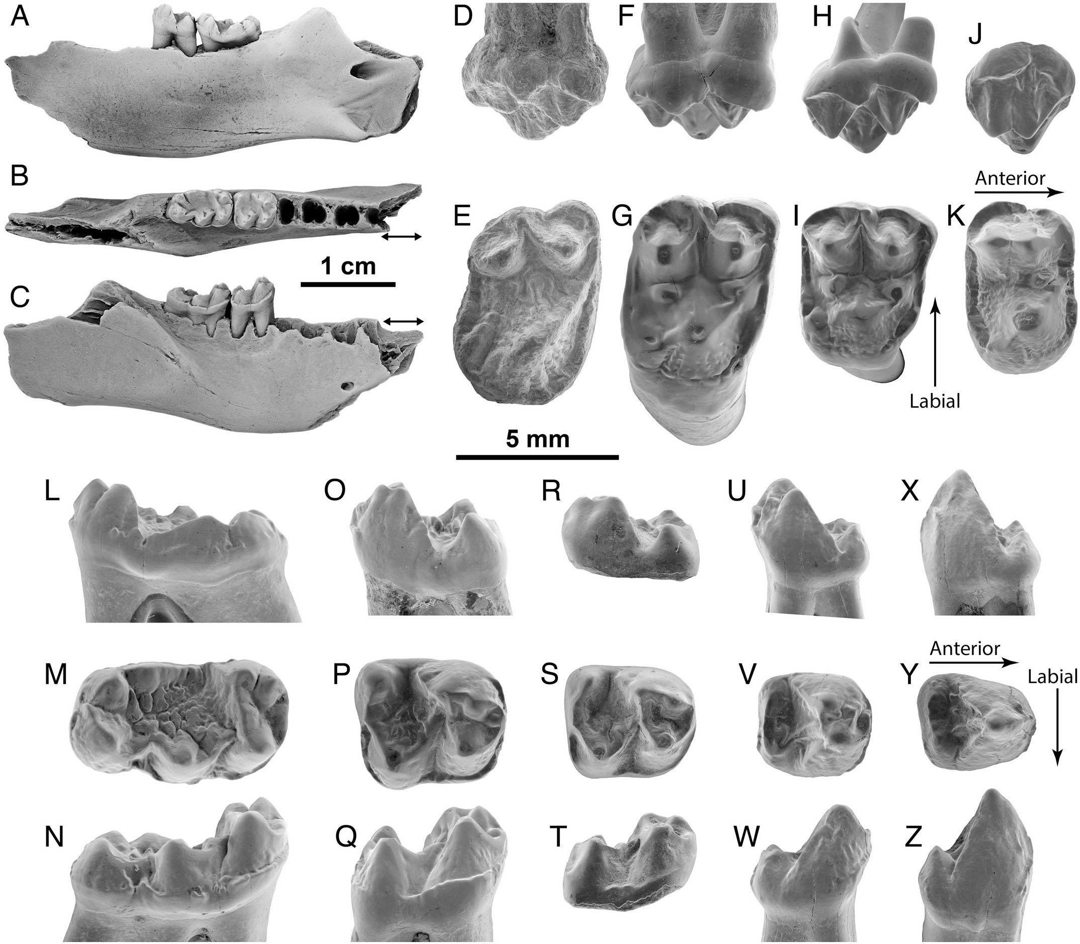 Plesiadapid Mammals From The Latest Paleocene Of France Offer New Insights On The Evolution Of Plesiadapis During The Paleocene Eocene Transition