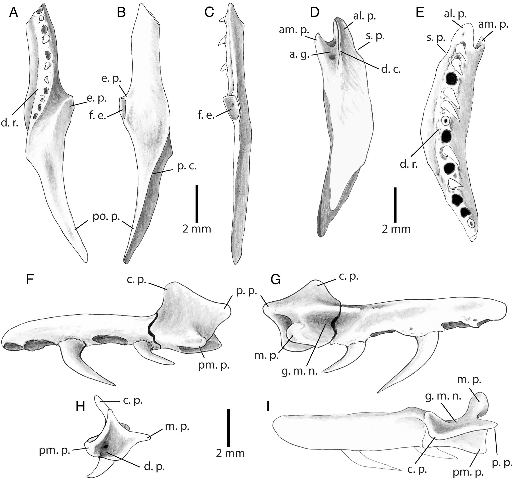 A New Fossil Species of Boa Linnaeus, 1758 (Squamata, Boidae), from the ...