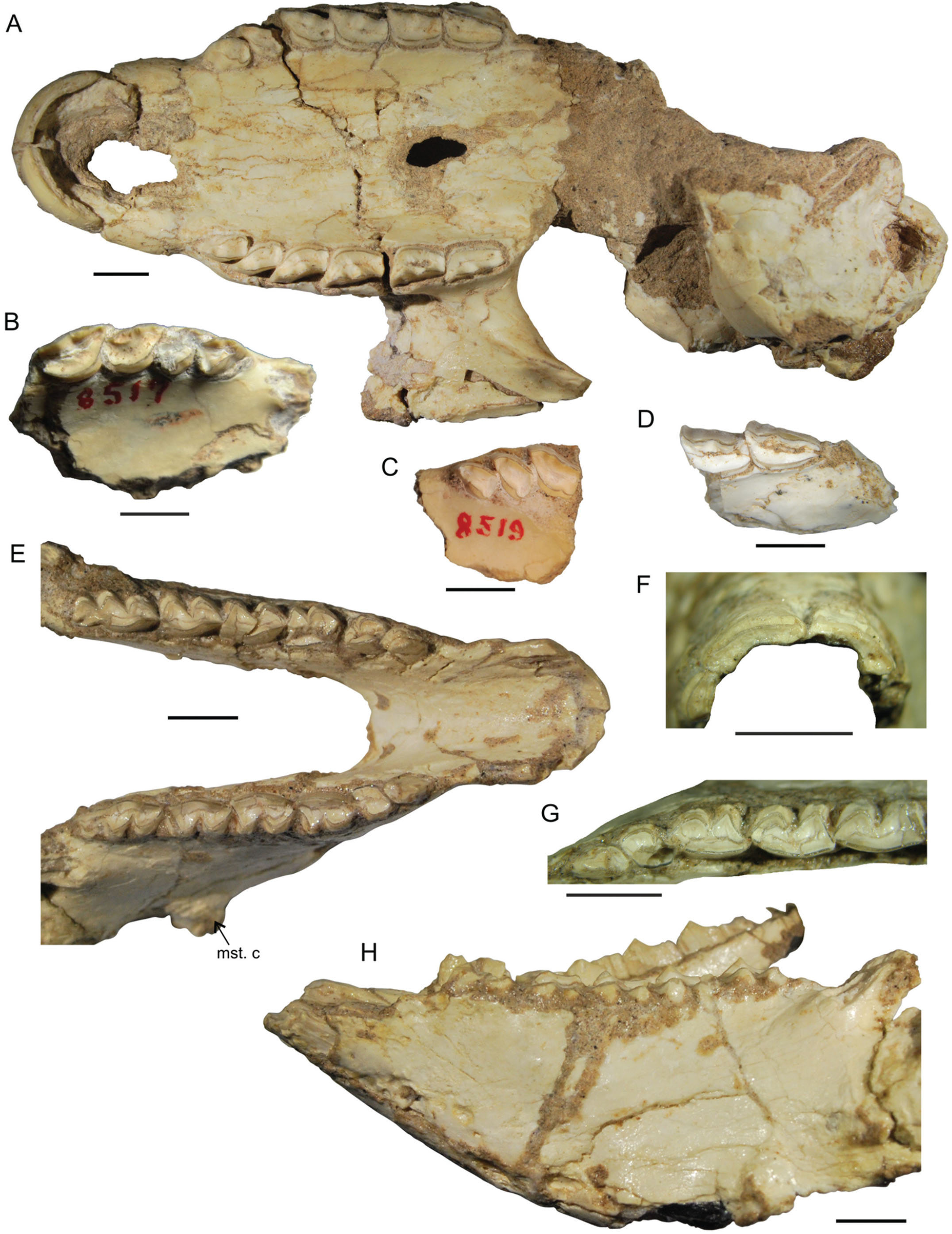 Systematic and Morphogeometric Analyses of Pachyrukhinae (Mammalia ...