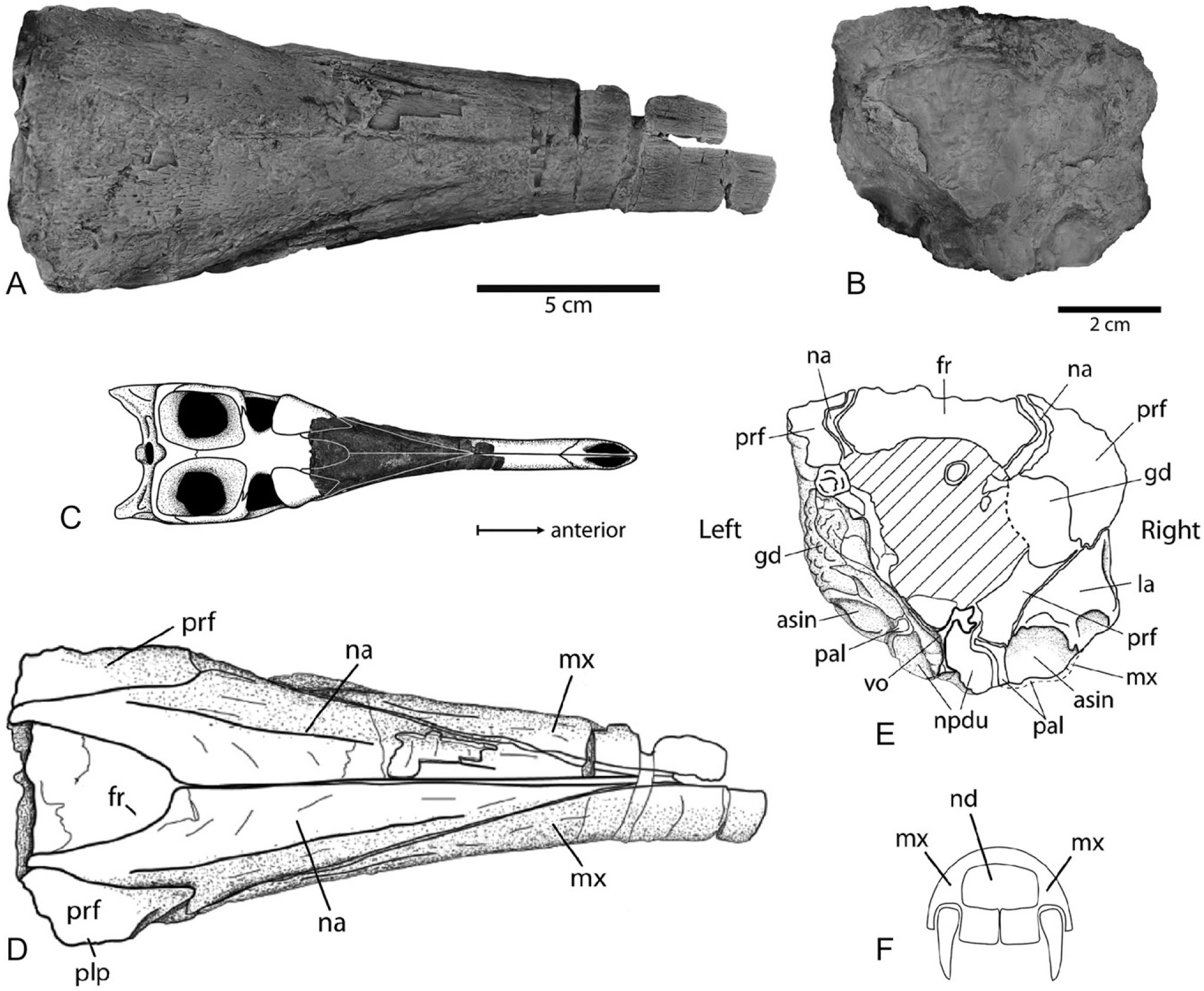 The Marine Crocodile Maledictosuchus (Thalattosuchia, Metriorhynchidae ...