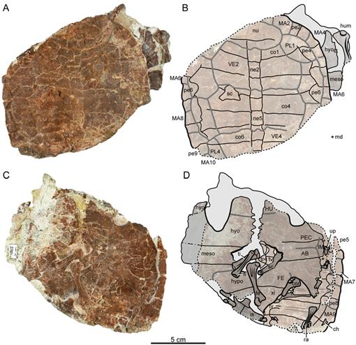 New Remains of Condorchelys antiqua (Testudinata) from the Early-Middle ...