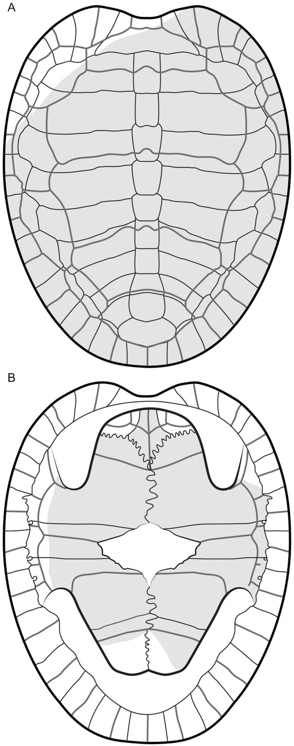 New Remains of Condorchelys antiqua (Testudinata) from the Early-Middle ...