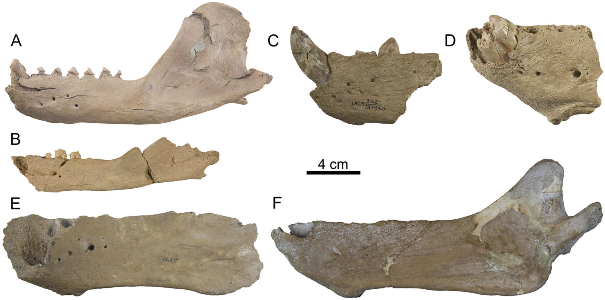 New Data on the Early Odobenid Neotherium mirum Kellogg, 1931, and ...