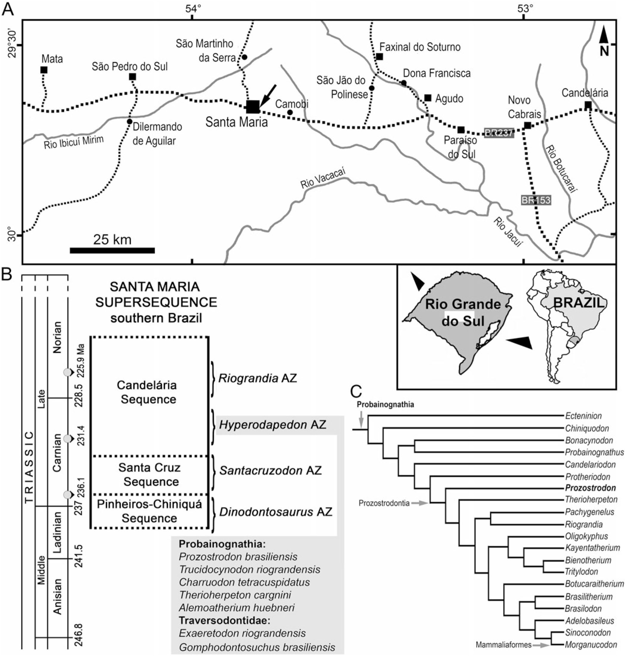 Reassessment Of The Postcranial Anatomy Of Prozostrodon Brasiliensis And Implications For Postural Evolution Of Non Mammaliaform Cynodonts