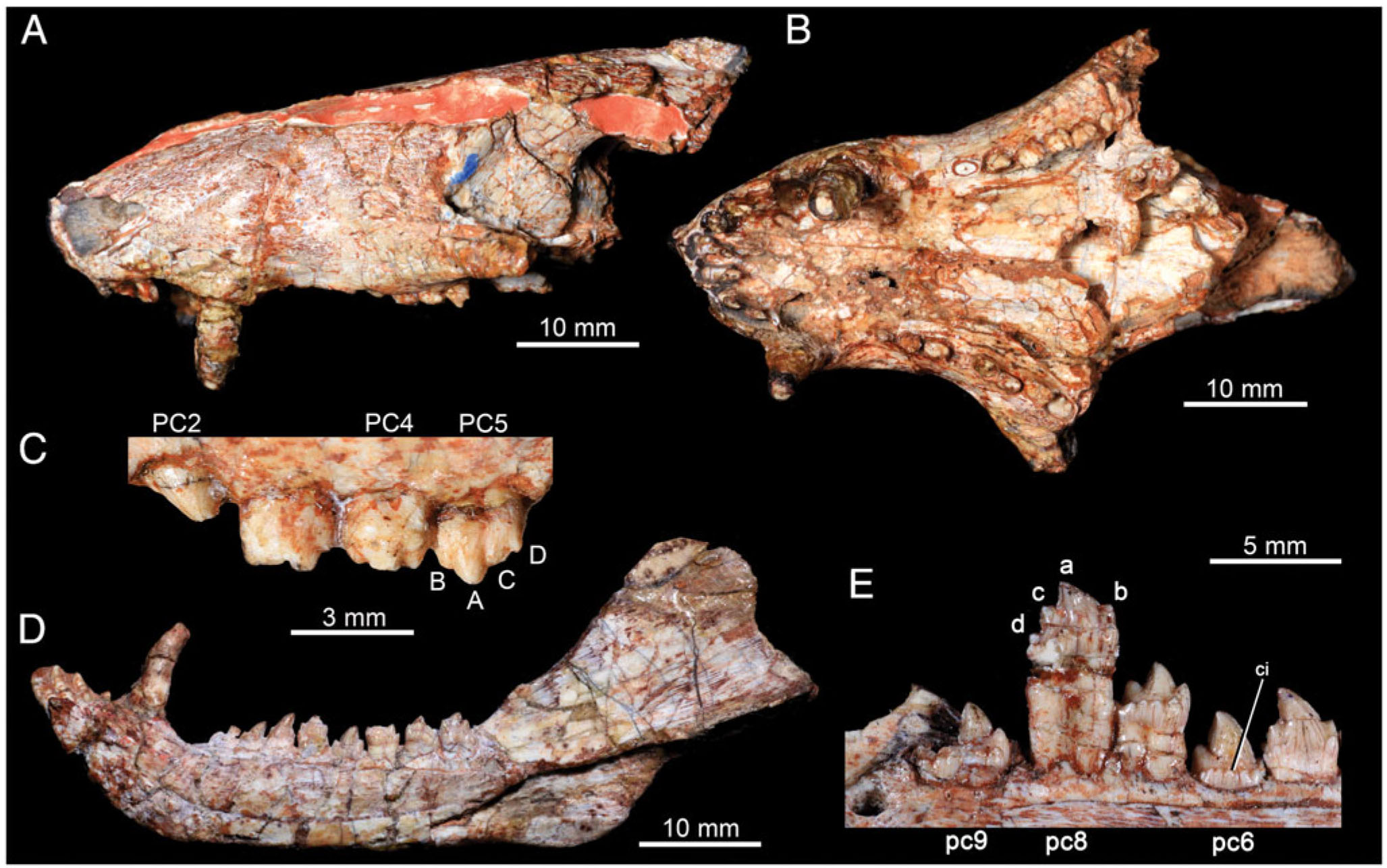 Reassessment Of The Postcranial Anatomy Of Prozostrodon Brasiliensis And Implications For Postural Evolution Of Non Mammaliaform Cynodonts