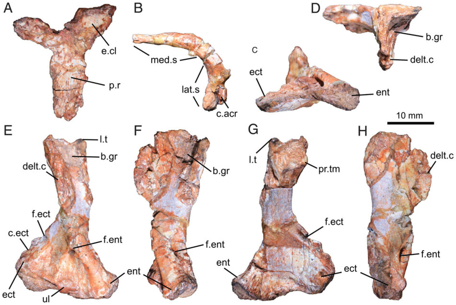 Reassessment Of The Postcranial Anatomy Of Prozostrodon Brasiliensis And Implications For Postural Evolution Of Non Mammaliaform Cynodonts