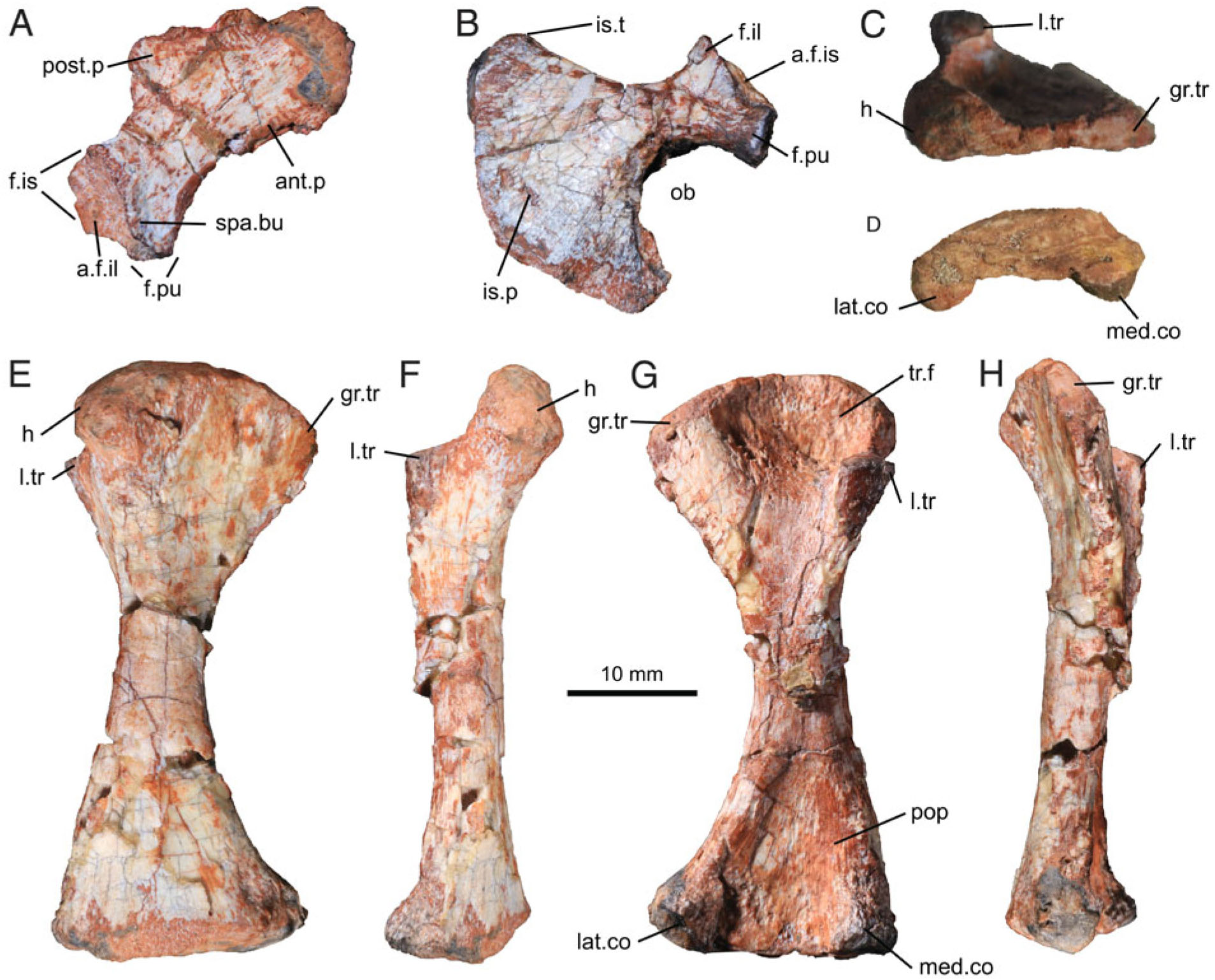 Reassessment Of The Postcranial Anatomy Of Prozostrodon Brasiliensis And Implications For Postural Evolution Of Non Mammaliaform Cynodonts