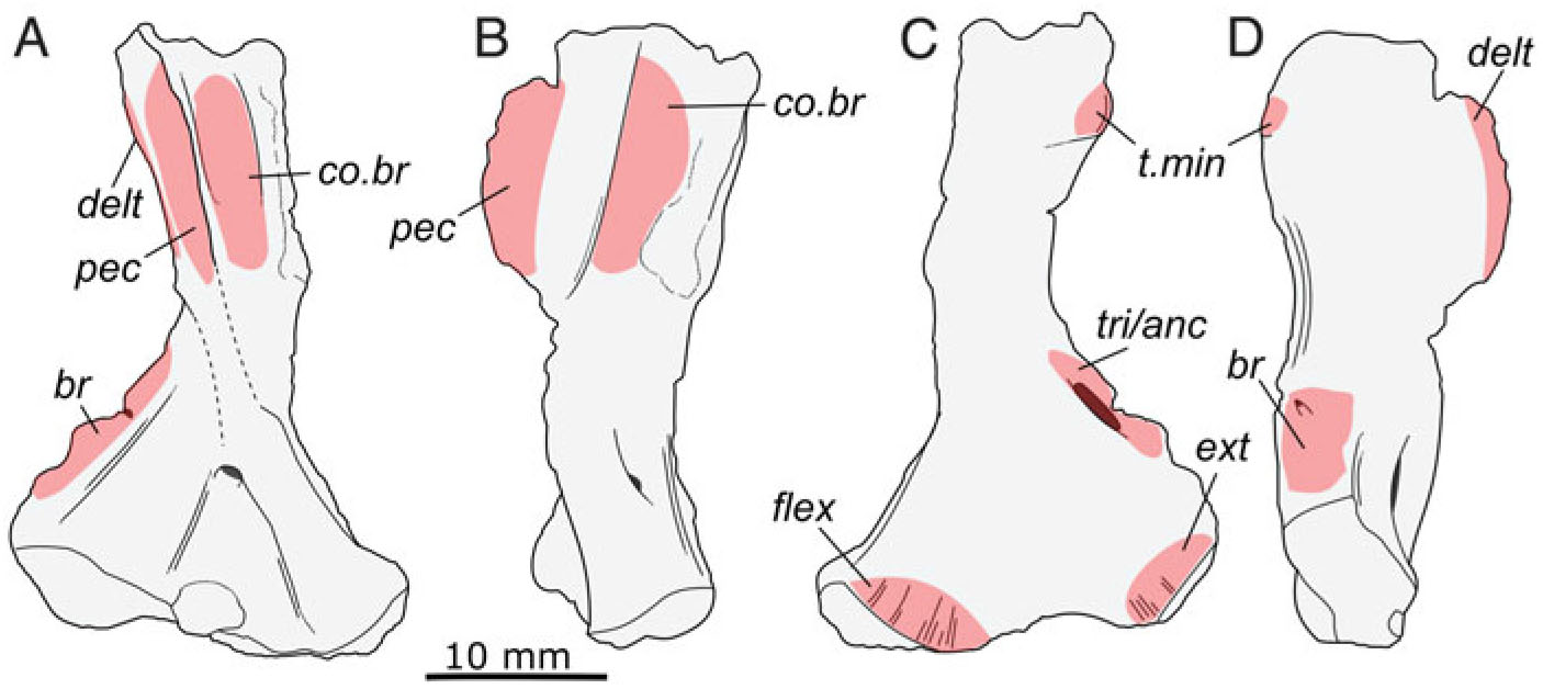 Reassessment Of The Postcranial Anatomy Of Prozostrodon Brasiliensis And Implications For Postural Evolution Of Non Mammaliaform Cynodonts