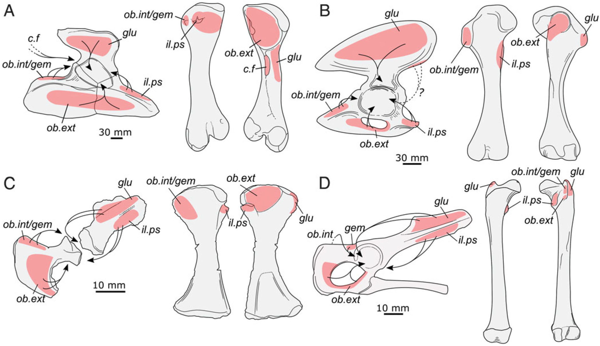 Reassessment Of The Postcranial Anatomy Of Prozostrodon Brasiliensis And Implications For Postural Evolution Of Non Mammaliaform Cynodonts