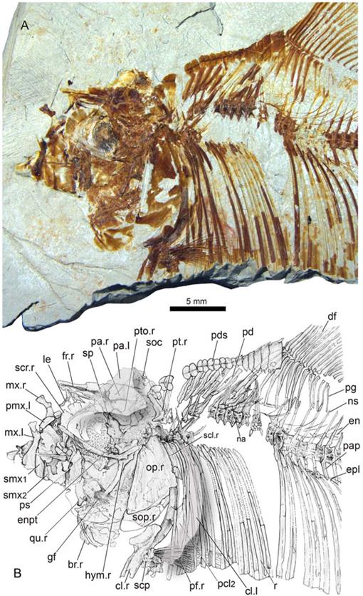 A New Paraclupeid Fish Clupeomorpha Ellimmichthyiformes From The Lower Cretaceous Sidi Aich Formation Of Southern Tunisia Phylogenetic And Paleobiogeographic Implications