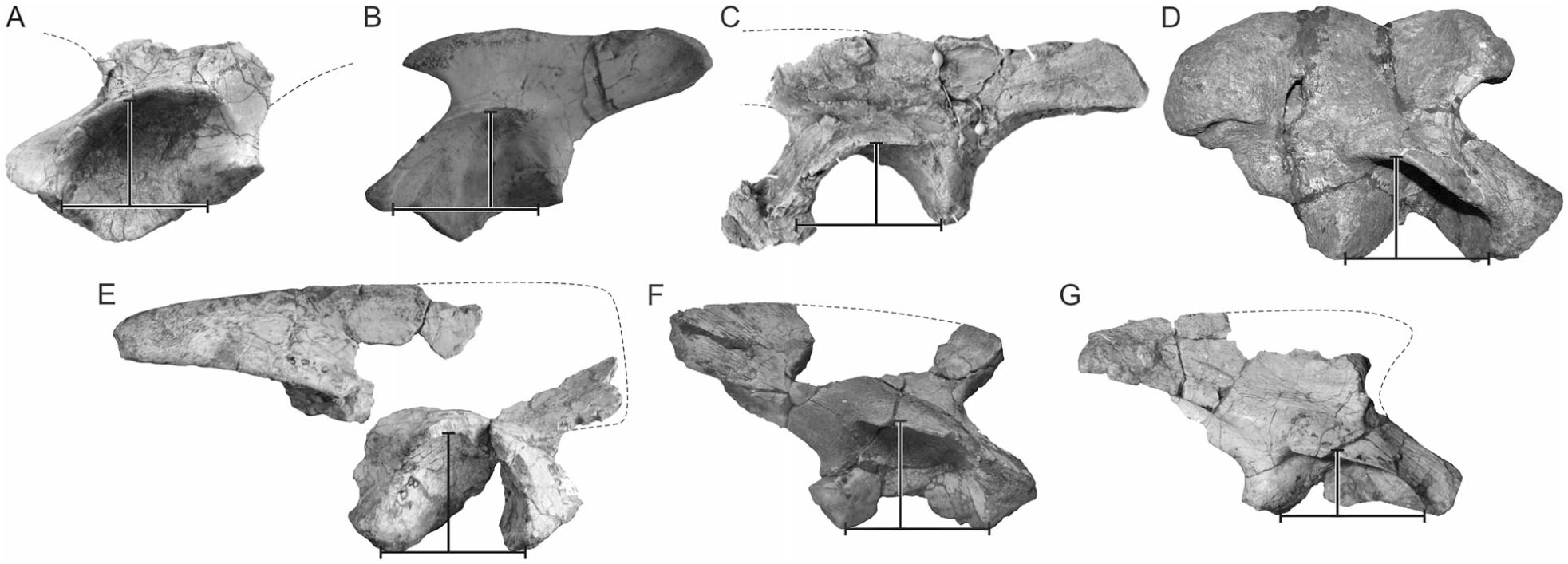 A New Dinosaur With Theropod Affinities From The Late Triassic Santa 