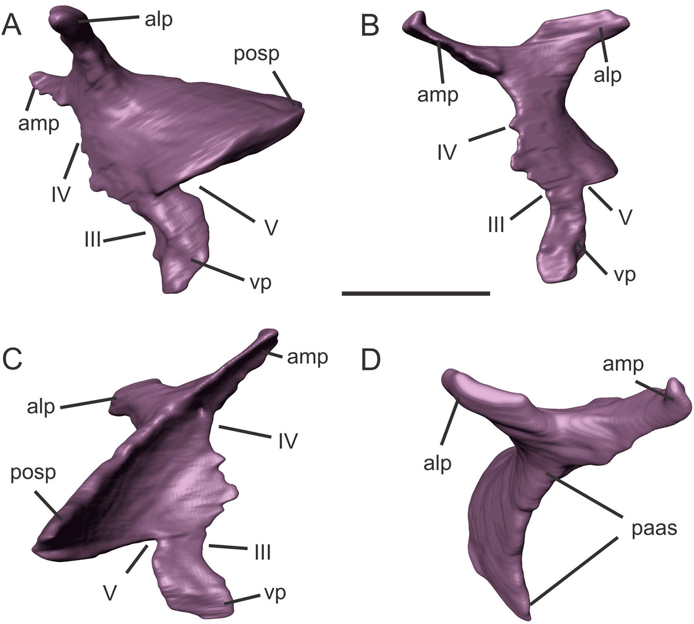 Braincase Anatomy Of The Early Sauropodomorph Saturnalia Tupiniquim 