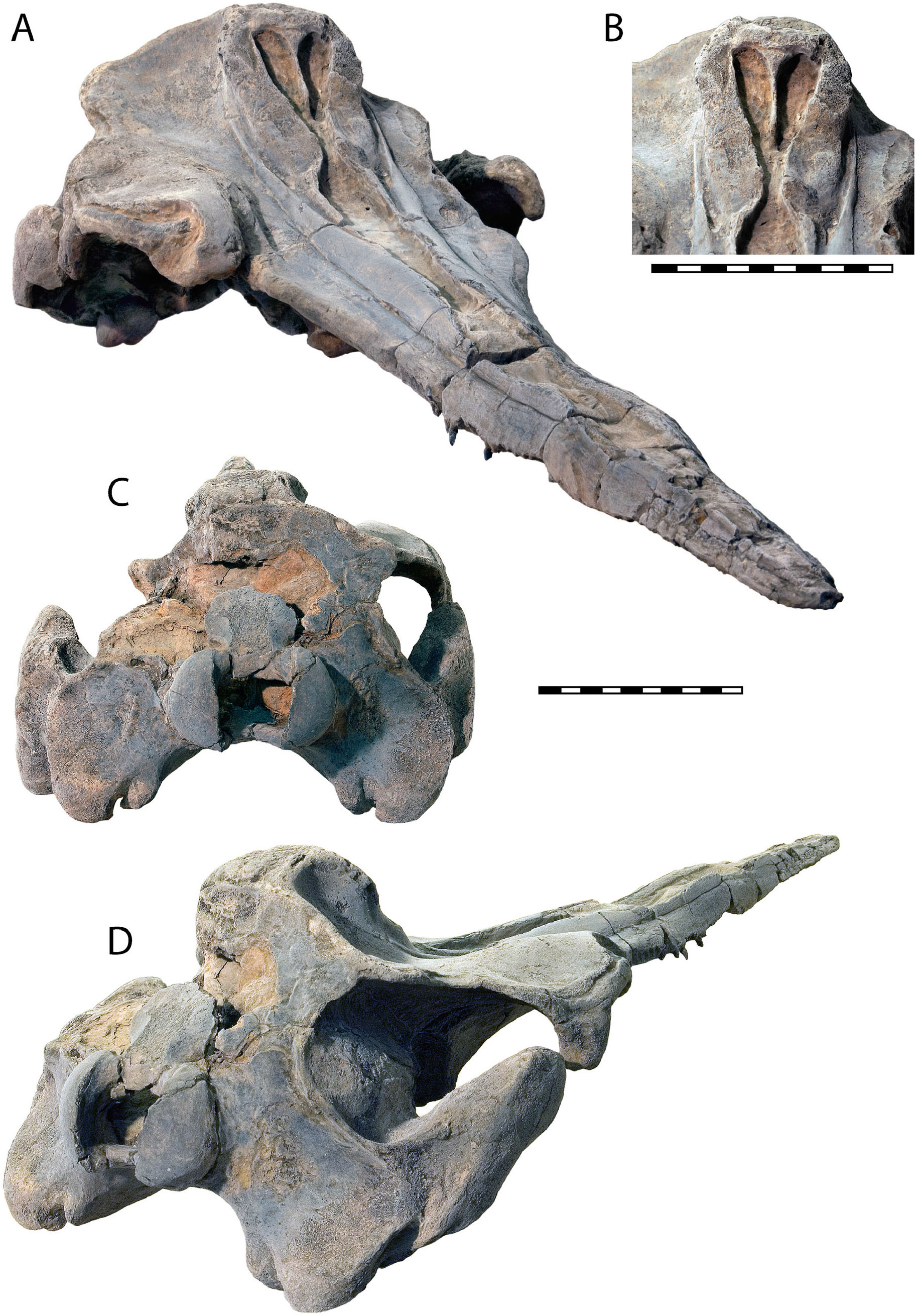 Yaquinacetus meadi, a New Latest Oligocene–Early Miocene Dolphin ...