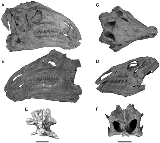 Introducing the Mazongshan Dinosaur Fauna