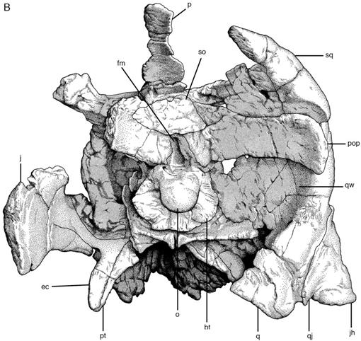 The Ceratopsia. Ceratopsia. Eig. 40.—A, Posterior view of right angular,  surangular, and articular of type of Triceratops prorsus, No. 1822, Yale  Museum; B, oblique front view of same; C, external view