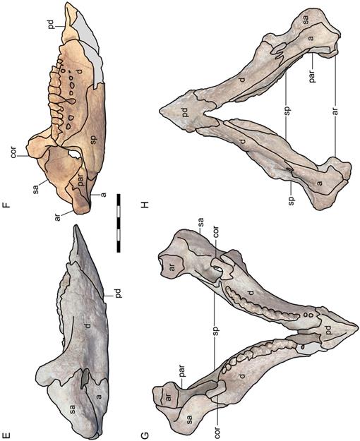 The Ceratopsia. Ceratopsia. Eig. 40.—A, Posterior view of right angular,  surangular, and articular of type of Triceratops prorsus, No. 1822, Yale  Museum; B, oblique front view of same; C, external view