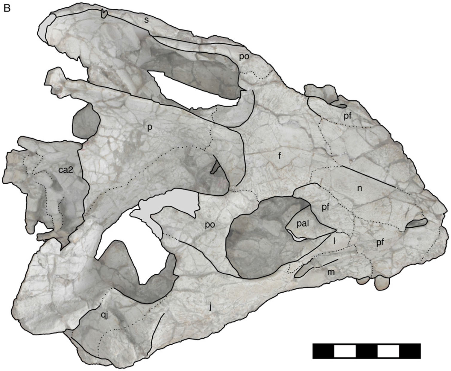 The Ceratopsia. Ceratopsia. Eig. 40.—A, Posterior view of right angular,  surangular, and articular of type of Triceratops prorsus, No. 1822, Yale  Museum; B, oblique front view of same; C, external view