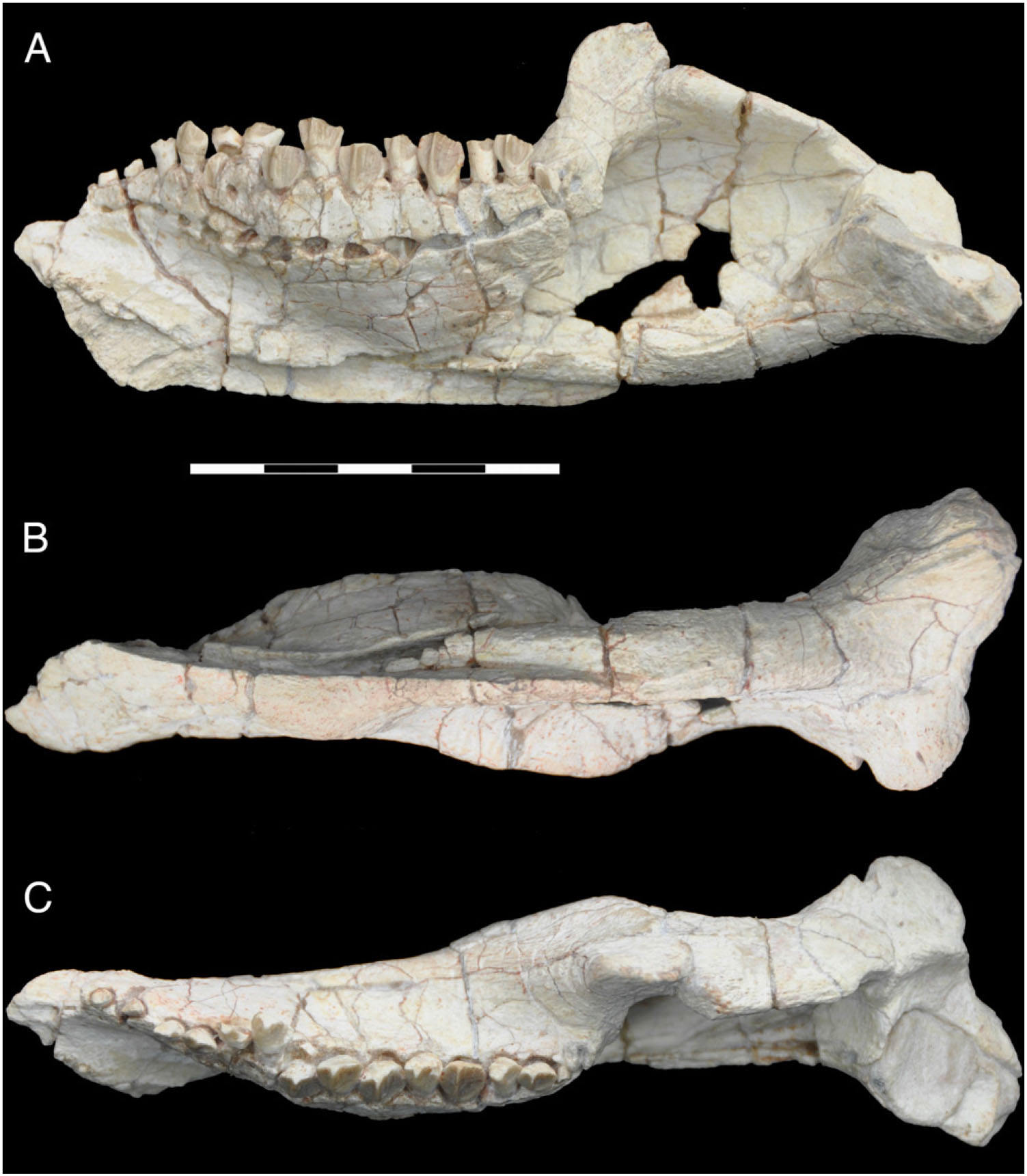 Cranial Anatomy of the Basal Neoceratopsian Auroraceratops rugosus ...