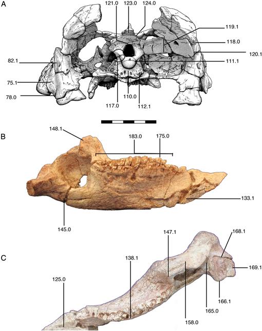Phylogenetic History of Auroraceratops rugosus (Ceratopsia 