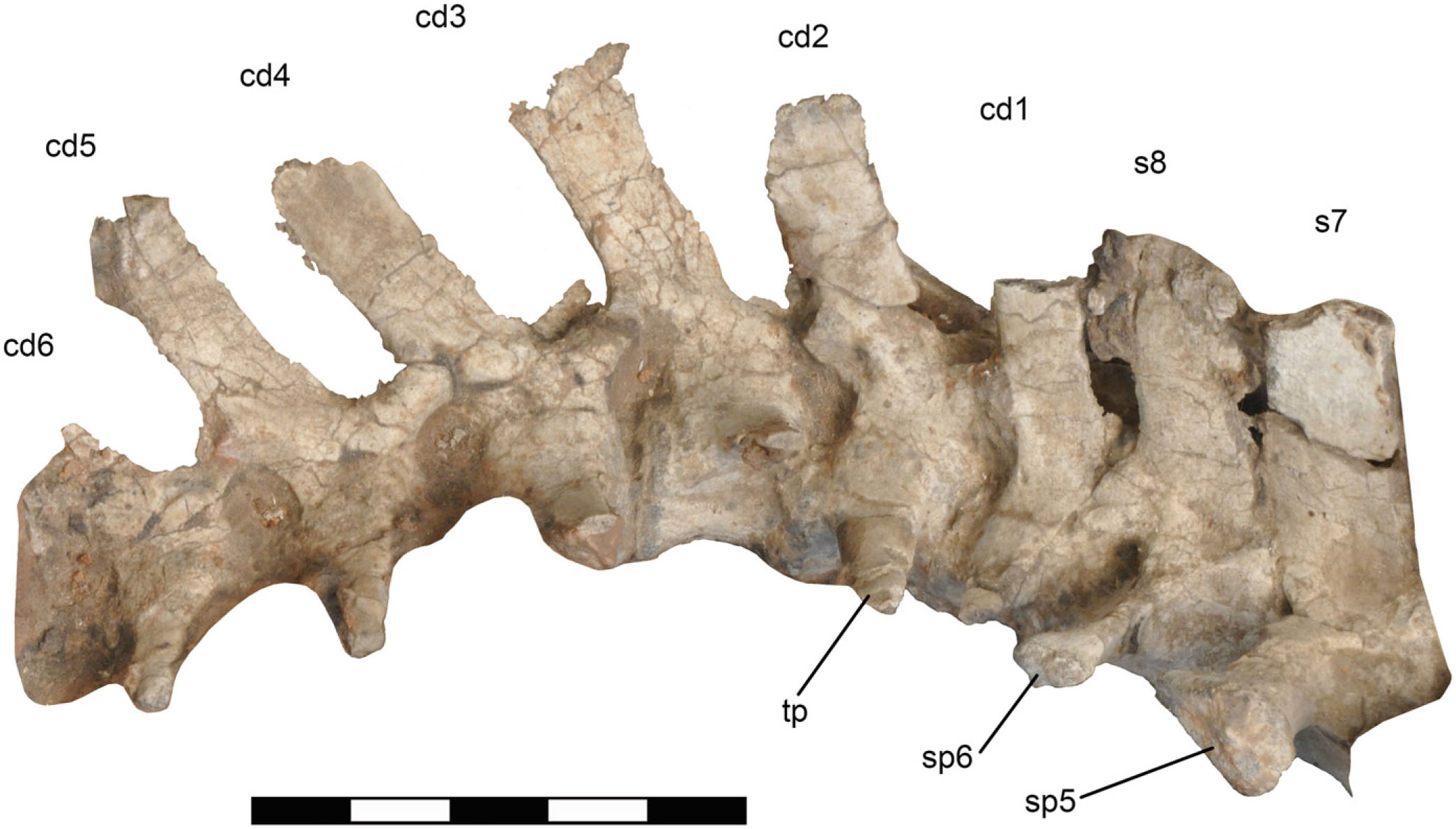 The Ceratopsia. Ceratopsia. Eig. 40.—A, Posterior view of right angular,  surangular, and articular of type of Triceratops prorsus, No. 1822, Yale  Museum; B, oblique front view of same; C, external view