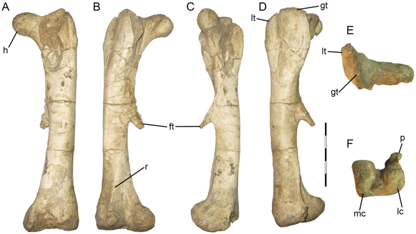 Postcranial Morphology of the Basal Neoceratopsian (Ornithischia ...