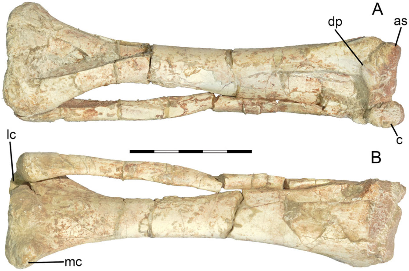 Postcranial Morphology of the Basal Neoceratopsian (Ornithischia ...