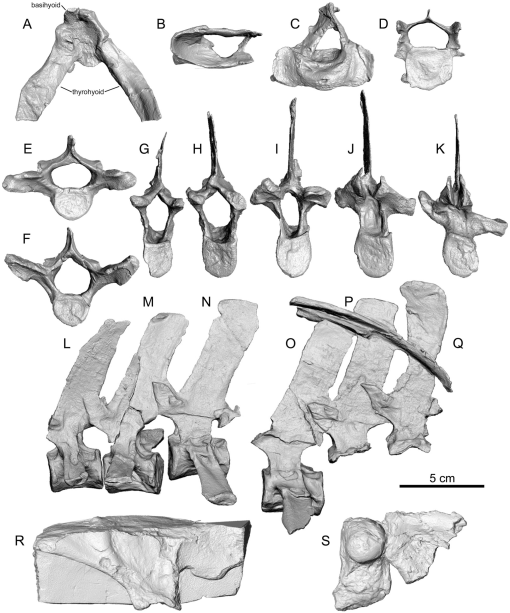 A New Species of Kentriodon (Cetacea, Odontoceti, Kentriodontidae) from ...