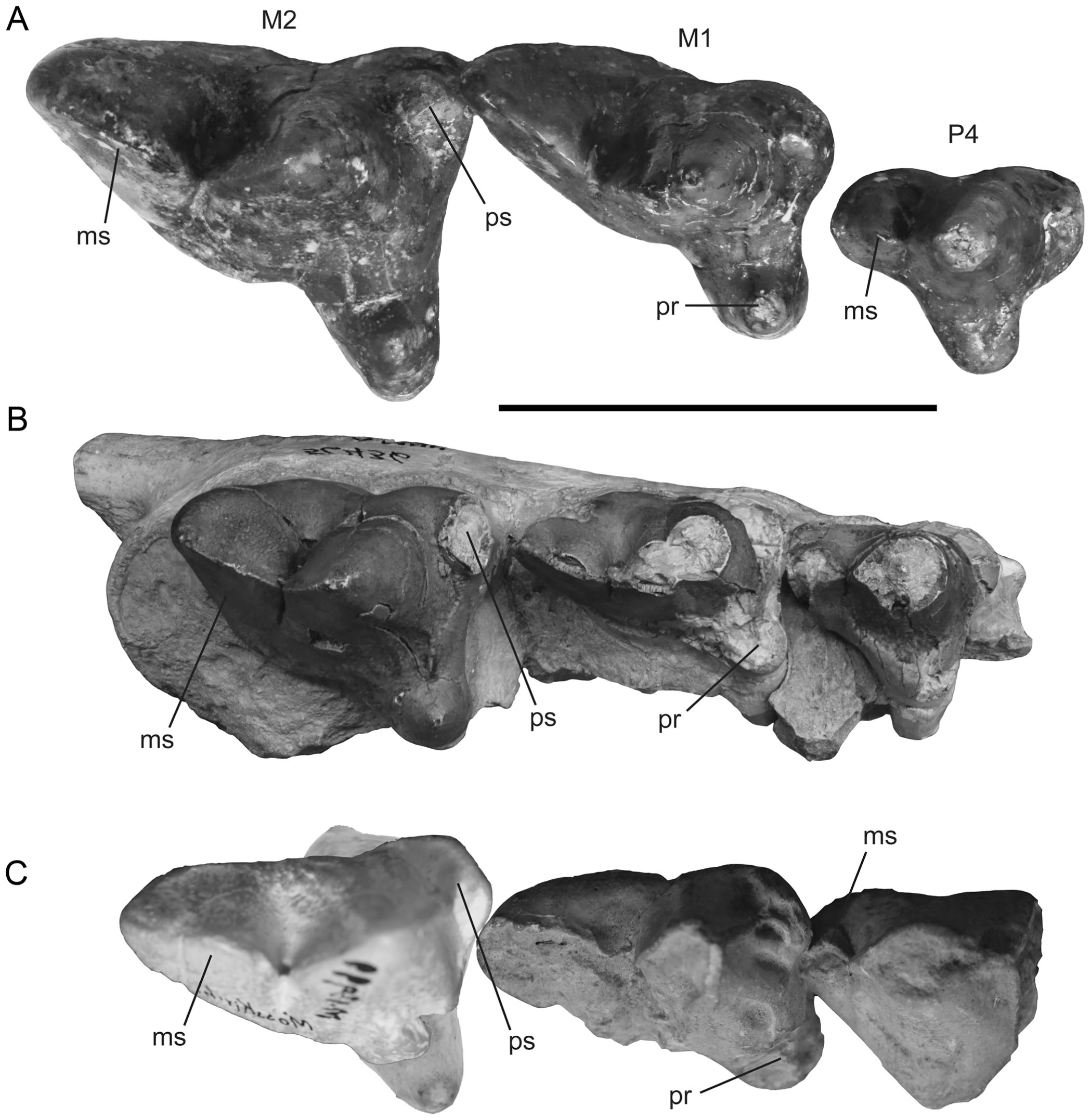 Simbakubwa kutokaafrika, gen. et sp. nov. (Hyainailourinae, Hyaenodonta,  'Creodonta,' Mammalia), a Gigantic Carnivore from the Earliest Miocene of  Kenya