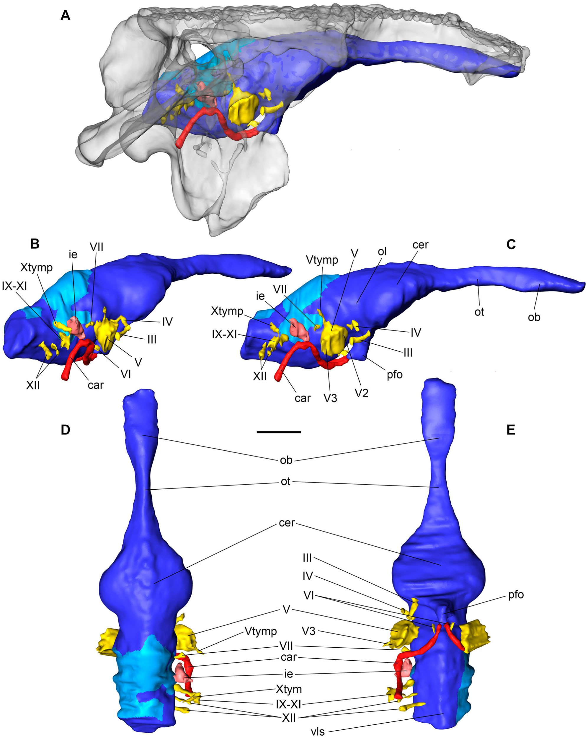 Braincase anatomy of extant Crocodylia, with new insights into the