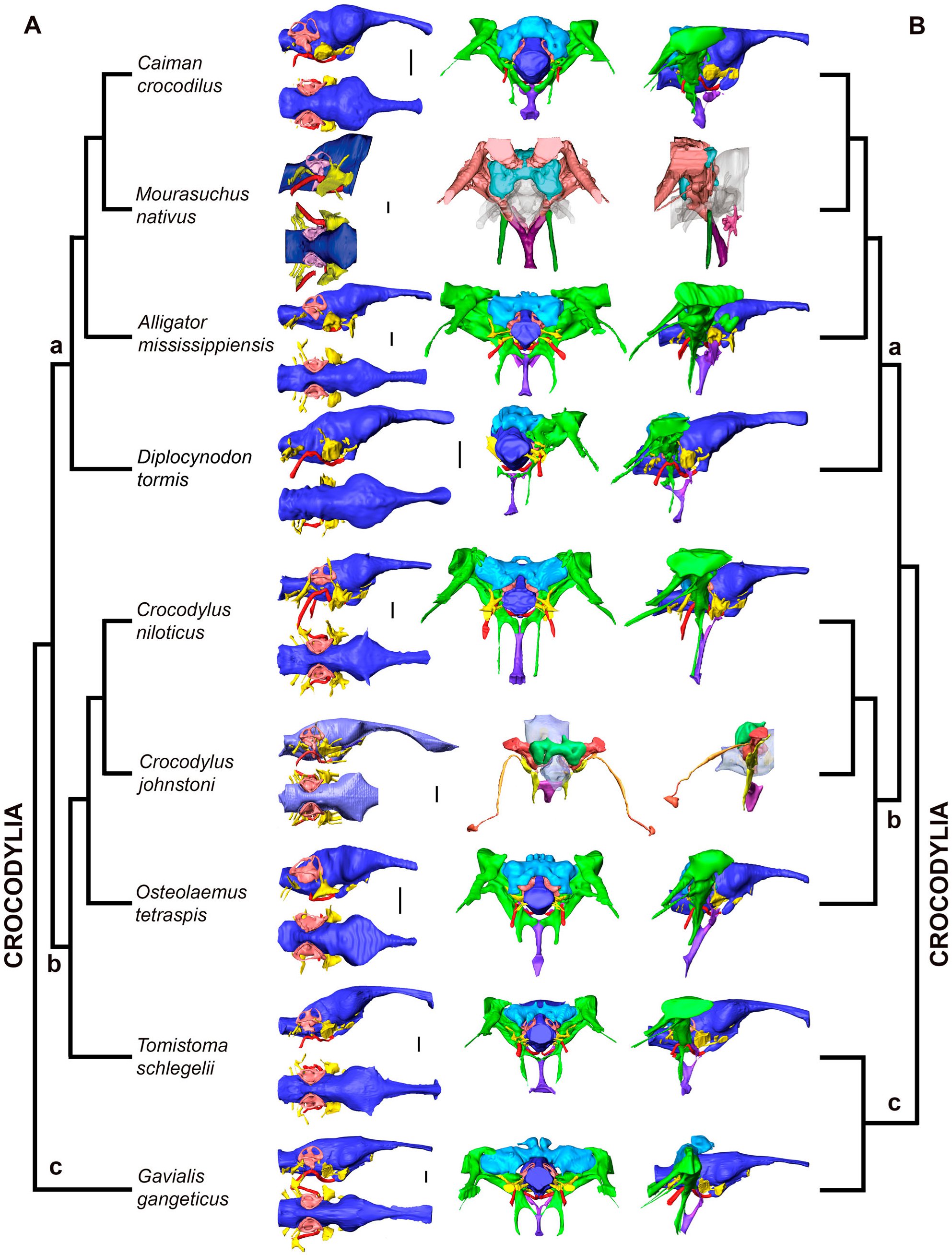 Braincase anatomy of extant Crocodylia, with new insights into the