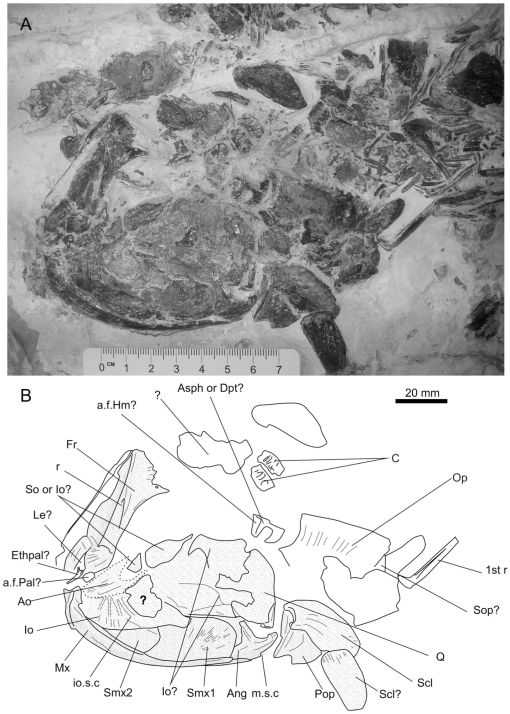 Revision Of Dugaldia Emmilta (teleostei, Ichthyodectiformes) From The 