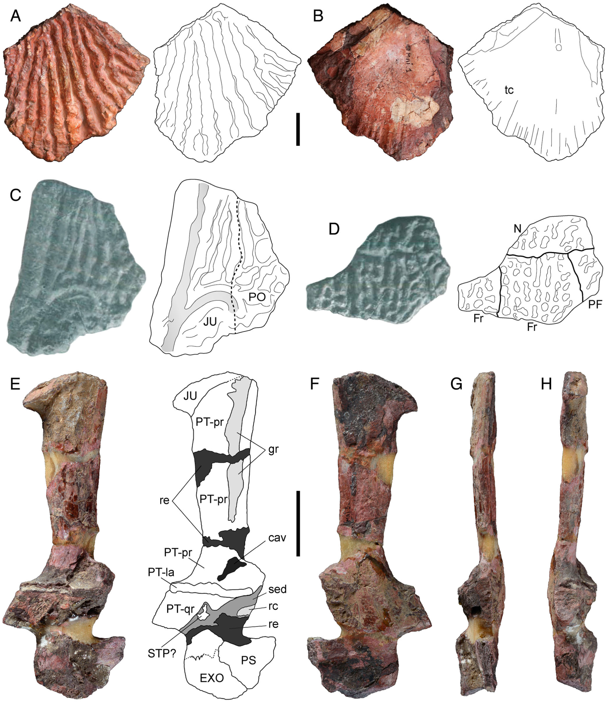 Reappraisal Of Metoposaurus Hoffmani Dutuit 1978 And Description Of New Temnospondyl Specimens From The Middle Late Triassic Of Madagascar Morondava Basin