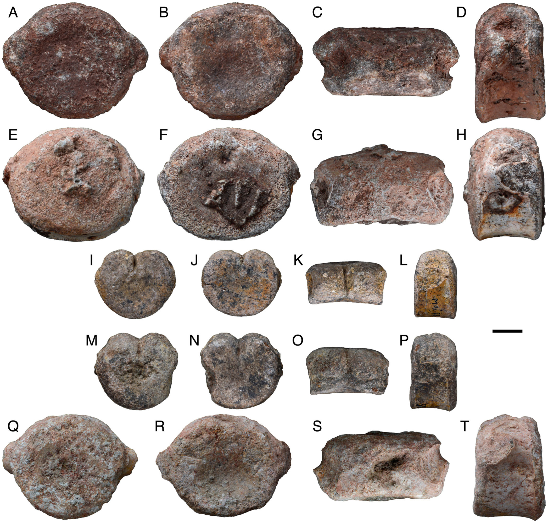 Reappraisal Of Metoposaurus Hoffmani Dutuit 1978 And Description Of New Temnospondyl Specimens From The Middle Late Triassic Of Madagascar Morondava Basin