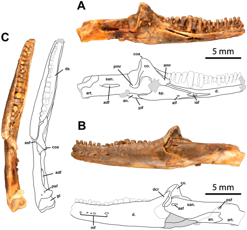 A New Scincid Lizard from the Miocene of Northern Australia, and the ...