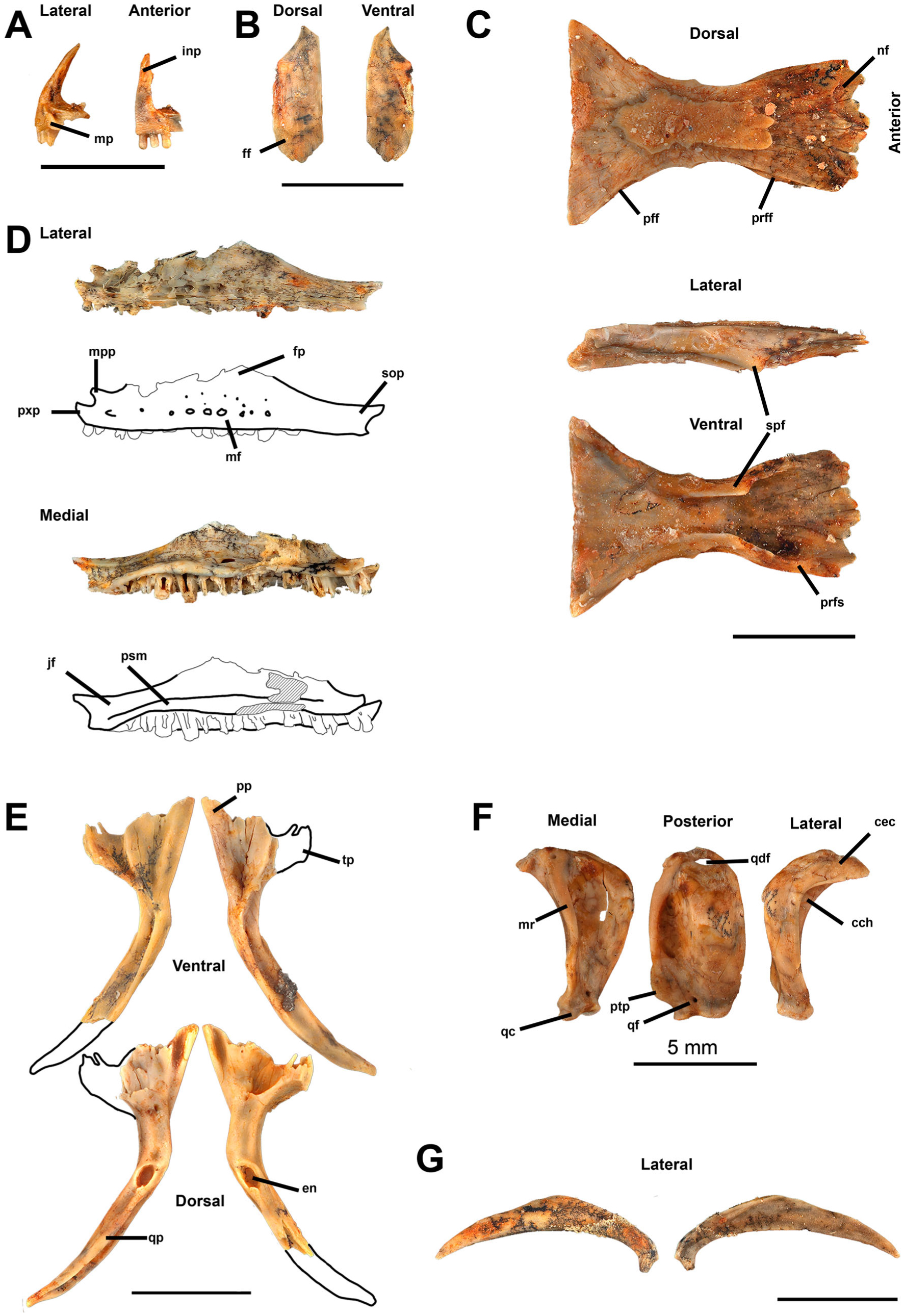 A New Scincid Lizard from the Miocene of Northern Australia, and the ...